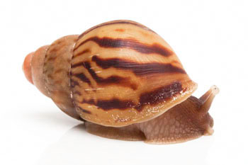 Lissachatina zanzibarica type 1 juvenil